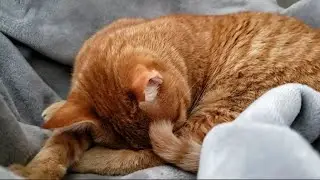 When You Realize It's Caturday And You Can Sleep In 😸 | Ginger Tabby Cat