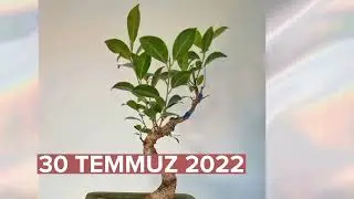 #FicusRetusa (Tiger Bark)  Radikal bir şekil değişikliği.