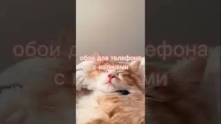 обои