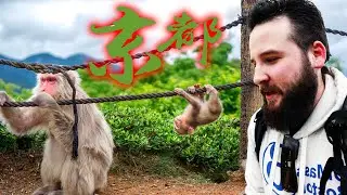 Baby Macaques in Kyoto Japan!!