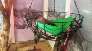 Yaroslavl vegetarian bats