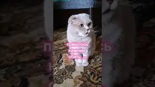 Пришлось камнем сбить 🤣 