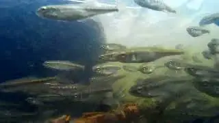 Мальки   02 03 2023 Красноярск Теплая речка