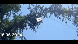 Оперативные службы. Ветка на проводах.
