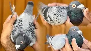 Ahmed Wali’s Racing Pigeons for sale 2023 | Racer Pigeon | Kalapati