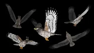 African Crowned Eagle - Flying Loops and Transitions
