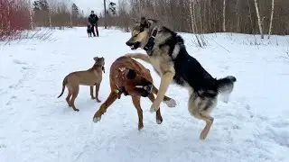 Лайка Бросилась в атаку🤦‍♂️ Бой собак. Лайка против Боксёра