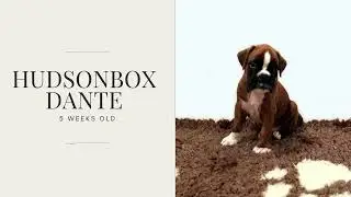 Hudsonbox Dante @ 5 weeks old