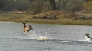 Lechwe Pack of African Wild Dogs succeeds in water hunt of red lechwe