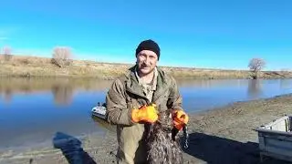 проверка капканов на бобра/бобр добыт