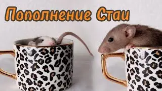 Завела новых крыс 🐀🐁
