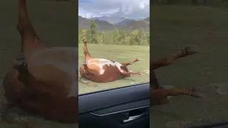 Что с коровой? 🤔