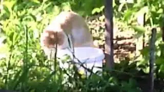 кошкин дом