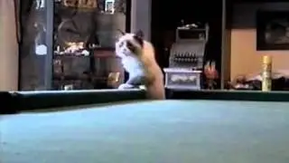 The Magic Cat- PetTube