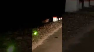 Tiger Crossing Road 🐯 #shorts #viral #trending #tiger #wildlife