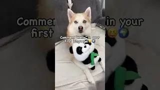 What’s “Hello” in Your First Language? 🤔Ocean The Pomsky #shorts #doglover #youtubeshorts