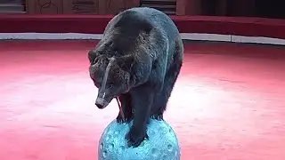 Цирк 