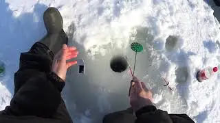 чебак подлещик и море окуня подо льдом