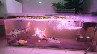 Keeping KOI In Fish Tank 2023 05 14
