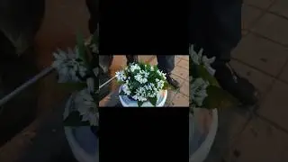 Расцвели ПОДСНЕЖНИКИ к НОВОМУ ГОДУ 