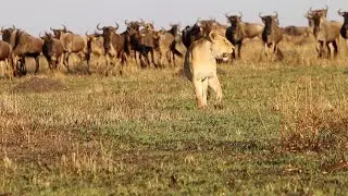 A herd of wildebeests following a lioness  (Watch to the end)