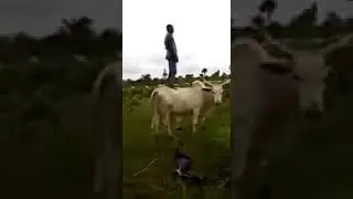 Bull faces precisely to 21.4225° N, 39.8262° E