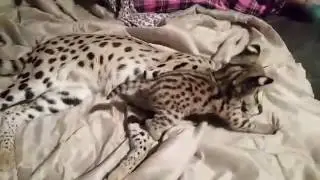 Mom and Serval Cubs