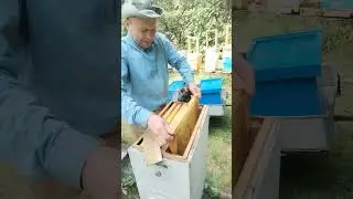 Завершение пчеловодного сезона 24 г, последние штрихи с пчёлами!!!!🐝