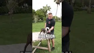 How to pick up a puppy