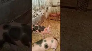#деревня
