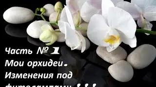 Часть № 1   Мои орхидеи. Изменения под фитолампами ! ! !