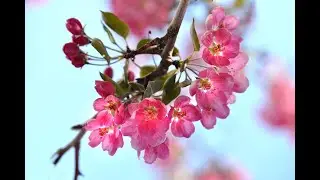 Таулар биек