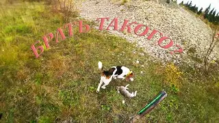 ОХОТА НА ЗАЙЦА!ДОБЫЛИ ЗАЙКУ,НАБРАЛИ ЧАГИ!