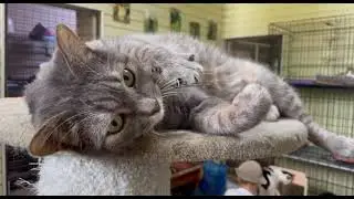 Житель приюта Арахис