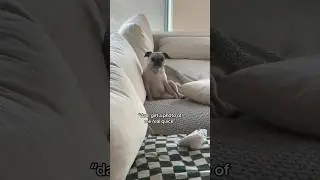 who taught my dog how to pose?
