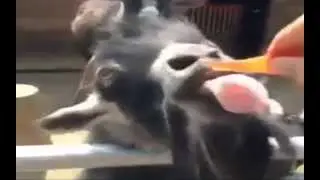 Ням ням Vine