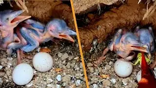Nonstop Feast: Mother Kingfisher Delivers Tasty Treats to Her Chicks | Kingfisher bird