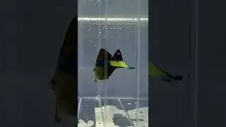 Fish are smarter than you think