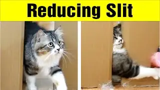 Cats vs Reducing Slit - Challenge 7: Go Through The Slit