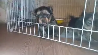 Йорики