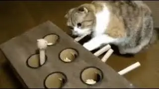 The puzzled cat :)