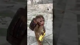 Small Monkey Walk