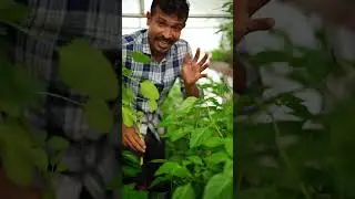 අධිගනත්ව නයි මිරිස් වගාව. Mini green house
