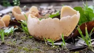 Otidea Spore Release
