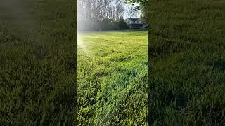 Lawn is looking Amazing in early Spring. #somethingwithseth