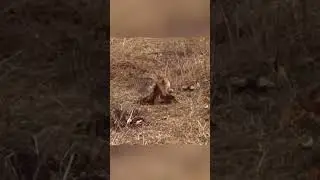 зайцы попрыгайцы 