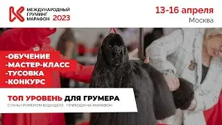 Груминг марафон Компаньон 2023
