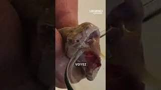 ON DÉCOUVRE LES SERPENTS VENIMEUX LES PLUS MORTELS DU MONDE !
