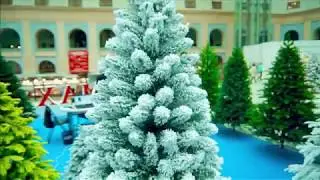 Заснеженные ели