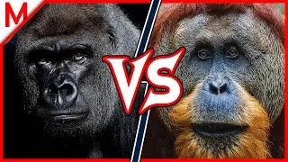 12💥Gorilla vs Orangutan | + Caracal vs Clouded Leopard winner